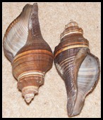 nigerian snail shells