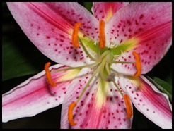 lovley pink liliy