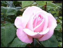 wet pink rose